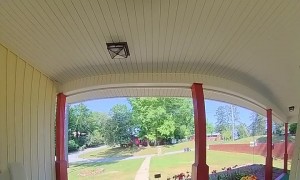 Jumping Cat Caught on Doorbell Camera