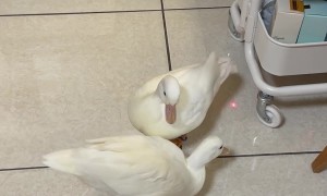 Ducks Chase Laser Pointer