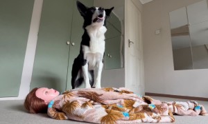 Simba Clearly Paid Attention During CPR Training