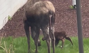 Moose Gives Birth on Hospital Lawn