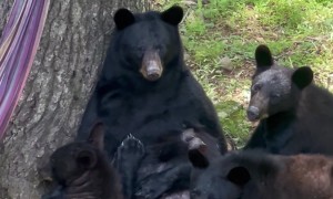 Mama Bear Nursing Her Three Cubs