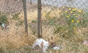 Little Dog Makes It to the Safety of Home