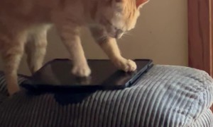 Poppy Wants to Beat Her High Score