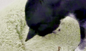 Dog Buries Bones in His Dog Bed