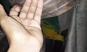 Sudden Spider Springs For Moth