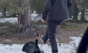Angry Bird Squares Up To Finnish Man