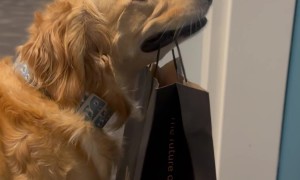 Chatterbox Bailey Makes a Delivery