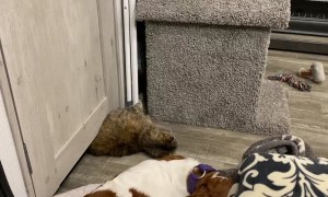 20-Year-Old Cat Is Not Stopped by ANY Door