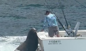 Sea Lion Acting Casual