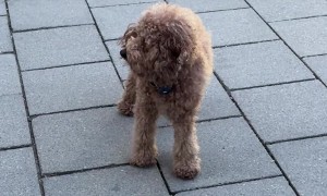 Cute Dog Reunites With Mommy