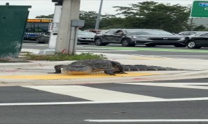 Crocodile Following Traffic Laws