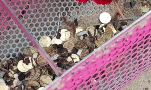 Beach Cleanup Finds Piles of Coins