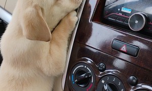 Puppy Demands Air Conditioning
