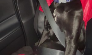 Passenger Pup Securely Buckled In