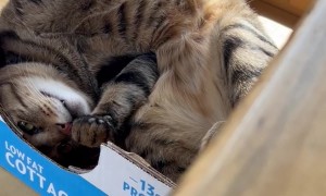Talkative Cat in a Cardboard Box