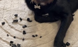 Dog Chews Up Favorite Flip Flops