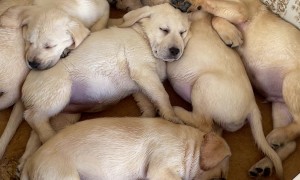 A Mosaic of Labrador Puppies
