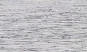 Helicopter Rescues Horse From Yellowstone River