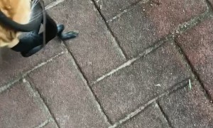 Orange Cat Keeps Wanting to Gift Me This Snake