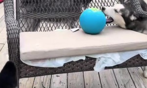 Silly Huskies Can't Reach Ball
