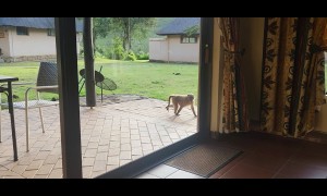 Chacma Baboon Tests Door Handle