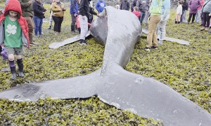 Beached Humpback Calf Found in Valdez, Alaska