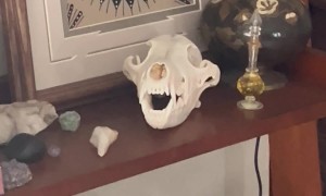 Golden Concerned About Coyote Skull Decor