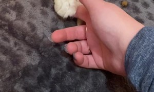 My New Kitten Has Heterochromia