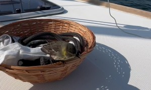 Brief Love Story With Little Bird At Sea