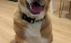 She Still Gives a Paw Every Time