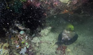 Eel Rips Fish Apart