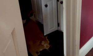 Fat Cat Leaves Bathroom Cabinet