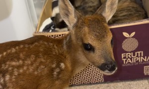 Momma Cat Accepts Nursing Fawn
