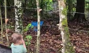 Toddler Meets a Woodpecker