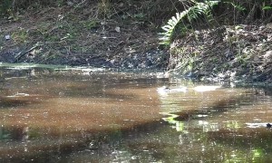 Young Alligator Death Rolls With Opossum