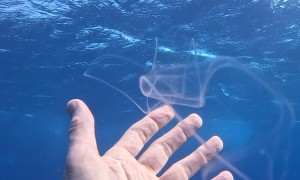 Amazing Translucent Sea Creature