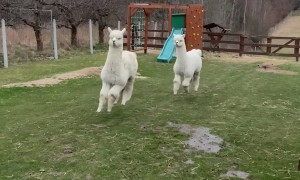 Alpacas Prance Through Backyard