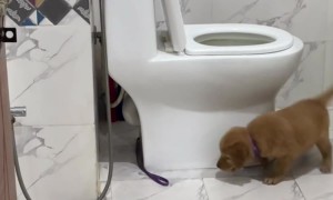 Puppy Chases Leash Around Toilet