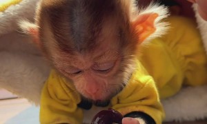 A Little Monkey Eats a Cherry