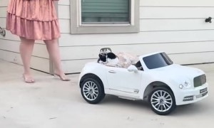 Cat Quinceanera Raises Charity Funds