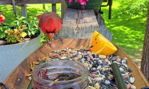 Chirp-Cuterie Board Delights Various Birds