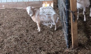 Roxy Makes a Fashion Statement