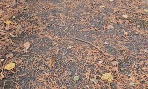 Bizarre Floating Leaf Suspended in Mid-Air