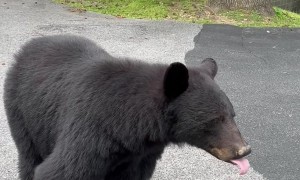 Black Bear Says No Filming