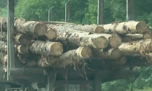 Loose Logs on Semi Truck