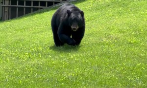 Bear in My Yard