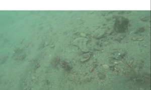 Megalodon Tooth Found Diving