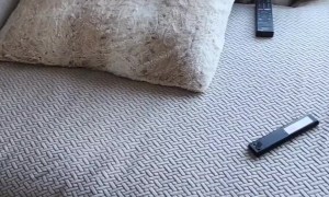 Chilly Frenchie Snores Between Couch And Heater