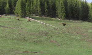 Mama Bear Protects Her Cubs From Boar Grizzly