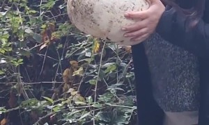 Pumpkin on the Side of the Road